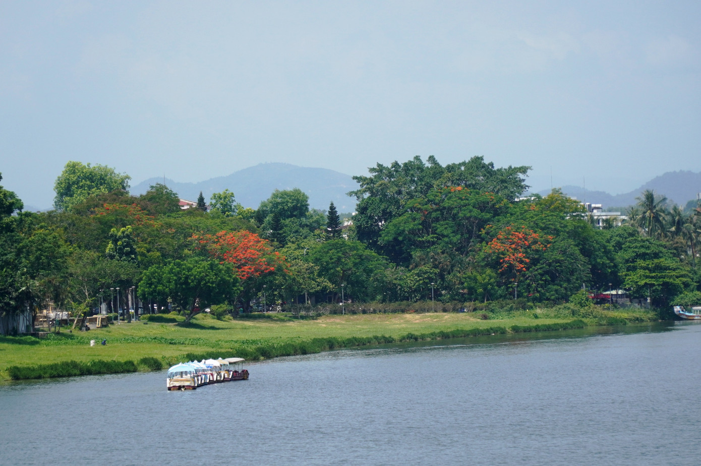 Giữa màu xanh man mác của những công viên ven sông Hương xứ Huế là sắc đỏ nổi bật được điểm tô bằng hoa phượng vĩ đang trong thời kỳ mãn khai.