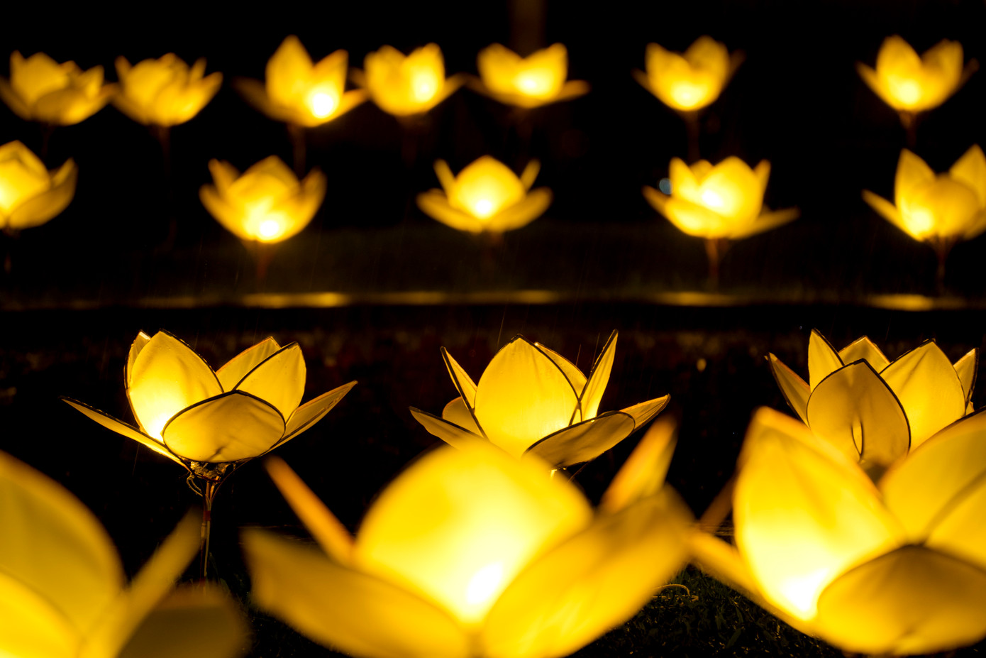 Đèn hoa sen sắc vàng. (Ảnh: Đình Hoàng)