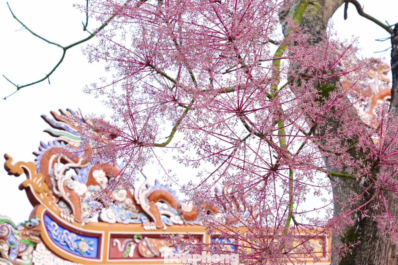 Theo truyền thuyết phương Đông, ngô đồng gắn liền với hình ảnh nơi phượng hoàng cư trú . Đây là loài chim của biểu tượng cho điềm lành và sự cao quý, người xưa xem cây như bậc quân tử, trí tuệ và cao thượng. Theo truyền thuyết phương Đông, ngô đồng gắn liền với hình ảnh nơi phượng hoàng cư trú . Đây là loài chim của biểu tượng cho điềm lành và sự cao quý, người xưa xem cây như bậc quân tử, trí tuệ và cao thượng.