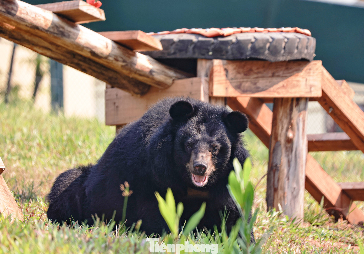 Thời gian qua, Ban quản lý Trung tâm Cứu hộ gấu tại Bạch Mã đã phối hợp với Cục Kiểm lâm và Tổ chức Động vật châu Á để triển khai kế hoạch kiểm tra và vận động các hộ dân bàn giao gấu. Gần đây, Cục Kiểm lâm đã ban hành văn bản chỉ đạo đến các địa phương nhằm tăng cường kiểm soát và xử lý tình trạng nuôi nhốt gấu trái phép. Trong ảnh là một cá thể gấu được cứu hộ, chăm sóc tại Trung tâm Cứu hộ gấu Bạch Mã, Huế. Thời gian qua, Ban quản lý Trung tâm Cứu hộ gấu tại Bạch Mã đã phối hợp với Cục Kiểm lâm và Tổ chức Động vật châu Á để triển khai kế hoạch kiểm tra và vận động các hộ dân bàn giao gấu. Gần đây, Cục Kiểm lâm đã ban hành văn bản chỉ đạo đến các địa phương nhằm tăng cường kiểm soát và xử lý tình trạng nuôi nhốt gấu trái phép. Trong ảnh là một cá thể gấu được cứu hộ, chăm sóc tại Trung tâm Cứu hộ gấu Bạch Mã, Huế.