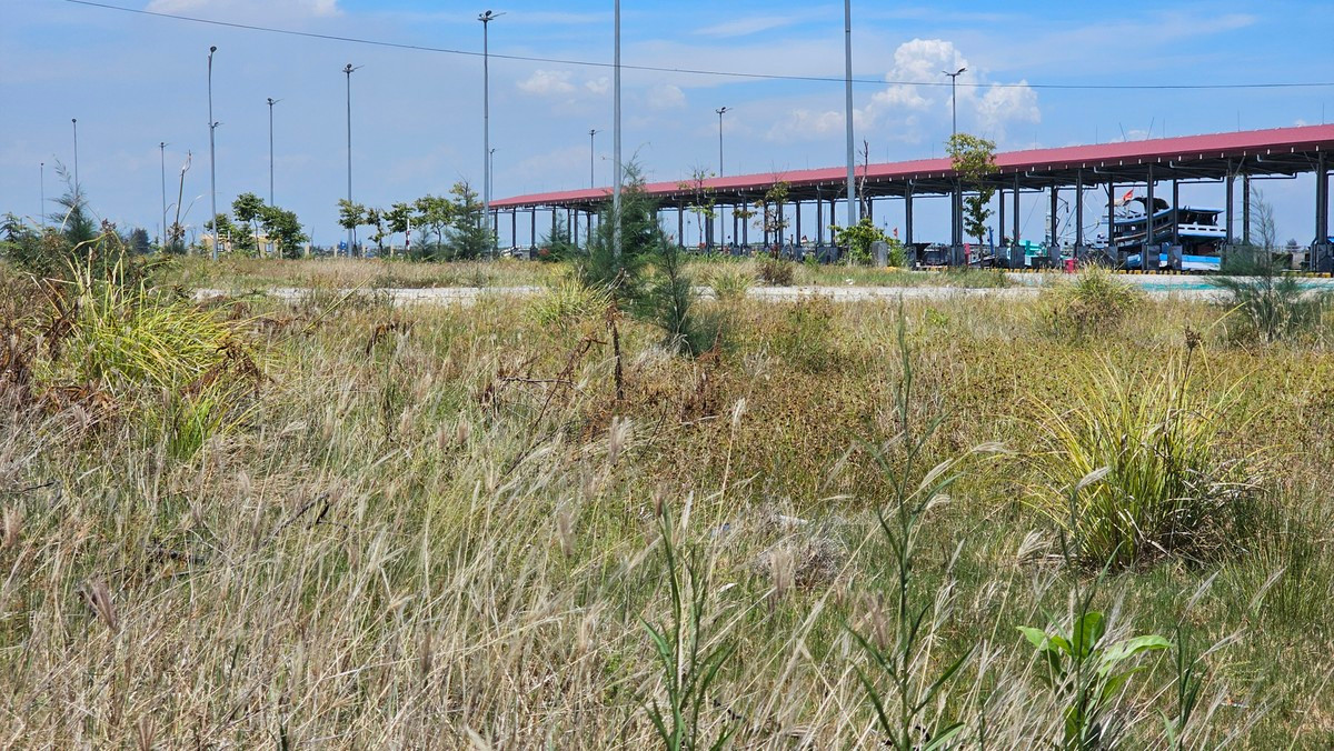 Cỏ dại mọc thành rừng trong khu cảng.