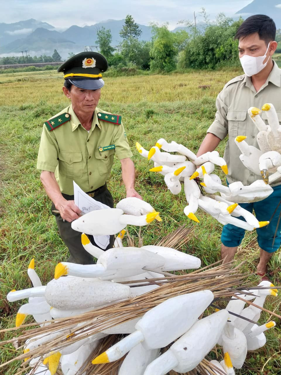 Lội đồng thu gom nhiều mô hình cò bằng xốp và que nhựa dính keo dùng bẫy cò.