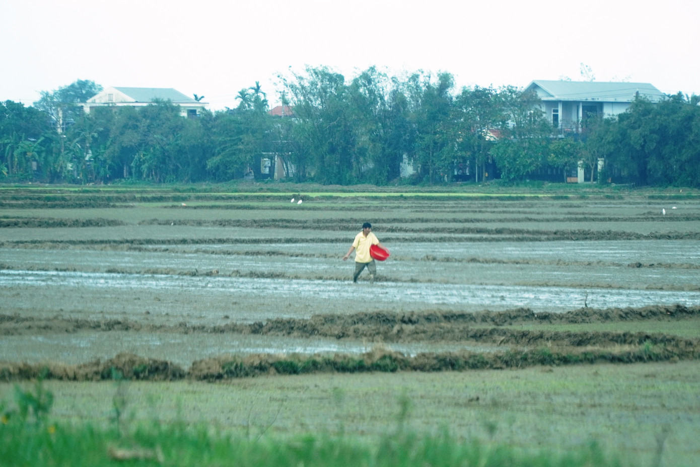 Tranh thủ thời tiết thuận lợi để bón lót phân cho lúa đông xuân sau gieo sạ tại phường Thủy Vân. Tranh thủ thời tiết thuận lợi để bón lót phân cho lúa đông xuân sau gieo sạ tại phường Thủy Vân.