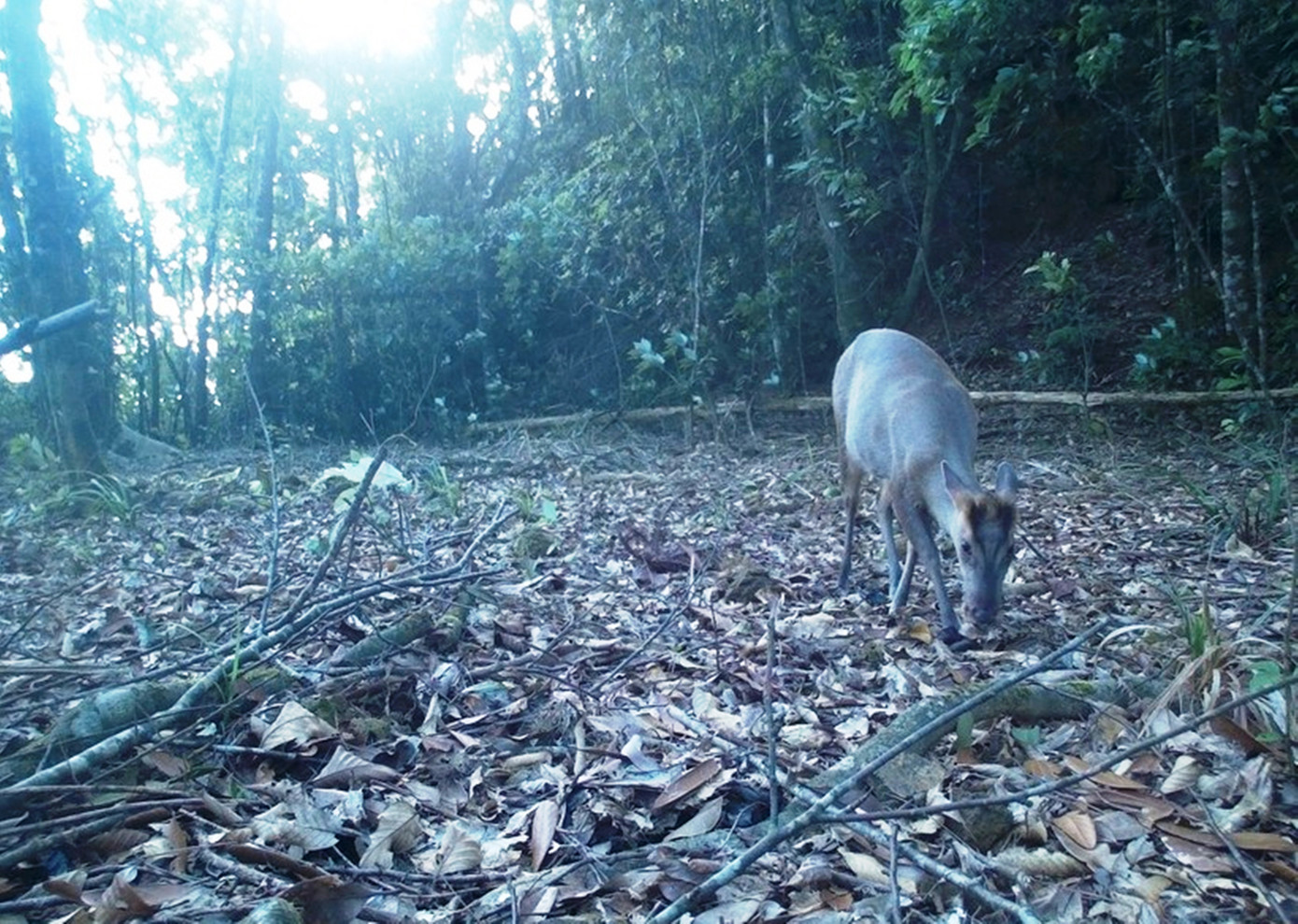 Trước đó, vào đầu năm nay, Vườn Quốc gia Bạch Mã ghi nhận về sự xuất hiện của nhiều loài động vật quý hiếm tại công viên quốc gia qua những hình ảnh sinh động do người dân, du khách, chuyên gia, nhân viên vườn chụp lại được.