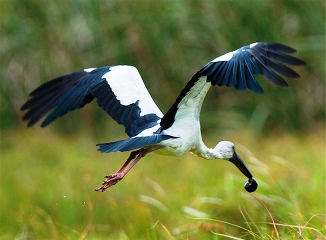 Cò nhạn quý hiếm còn được gọi là cò ốc, tên khoa học Anastomus oscitans, là loài chim thuộc họ Hạc. Ảnh: birdwatchingvietnam