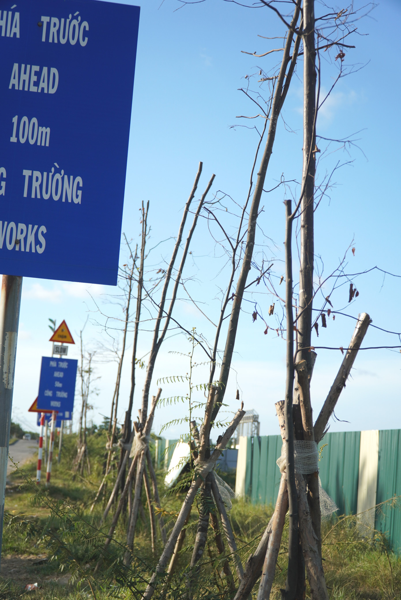 Thiếu được chăm sóc cẩn thận, cây xanh đô thị nghiêng ngả khô héo, dưới gốc bị cây mai dương - loài sinh vật gây hại - xâm lấn. Thiếu được chăm sóc cẩn thận, cây xanh đô thị nghiêng ngả khô héo, dưới gốc bị cây mai dương - loài sinh vật gây hại - xâm lấn.