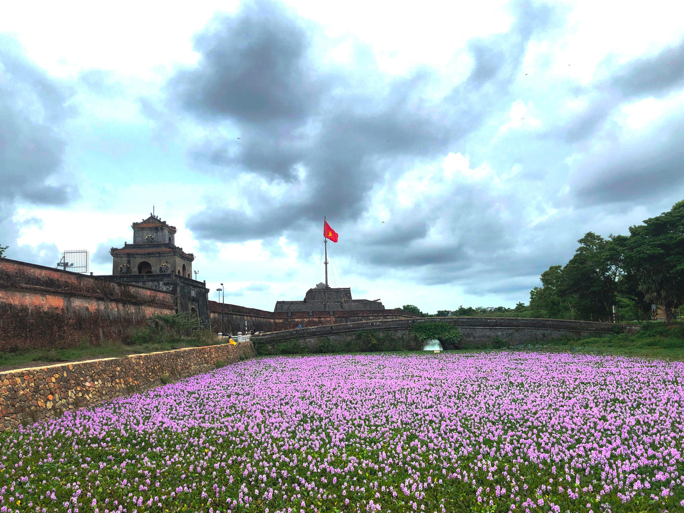 Hoa lục bình vươn lên trên mặt nước với sắc tím quyến rũ, tạo nên một vùng không gian tím biếc lạ lẫm ven bờ Kinh thành Huế.