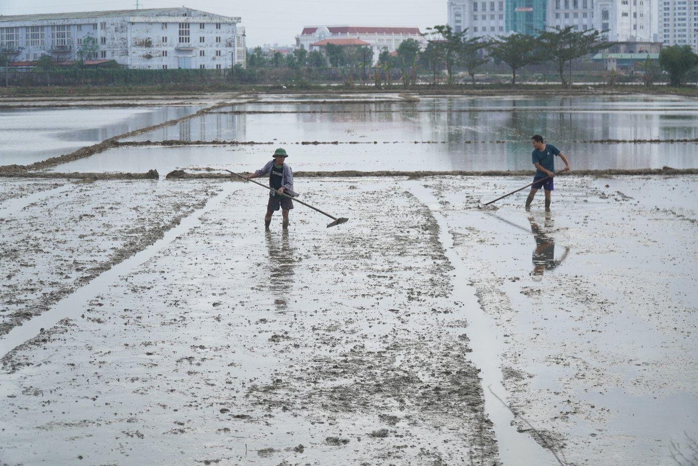 Trên nhiều cánh đồng trồng lúa thuộc địa bàn TP. Huế và thị xã Hương Thủy, hàng trăm nông dân vẫn miệt mài với công việc đồng áng. Trên nhiều cánh đồng trồng lúa thuộc địa bàn TP. Huế và thị xã Hương Thủy, hàng trăm nông dân vẫn miệt mài với công việc đồng áng.