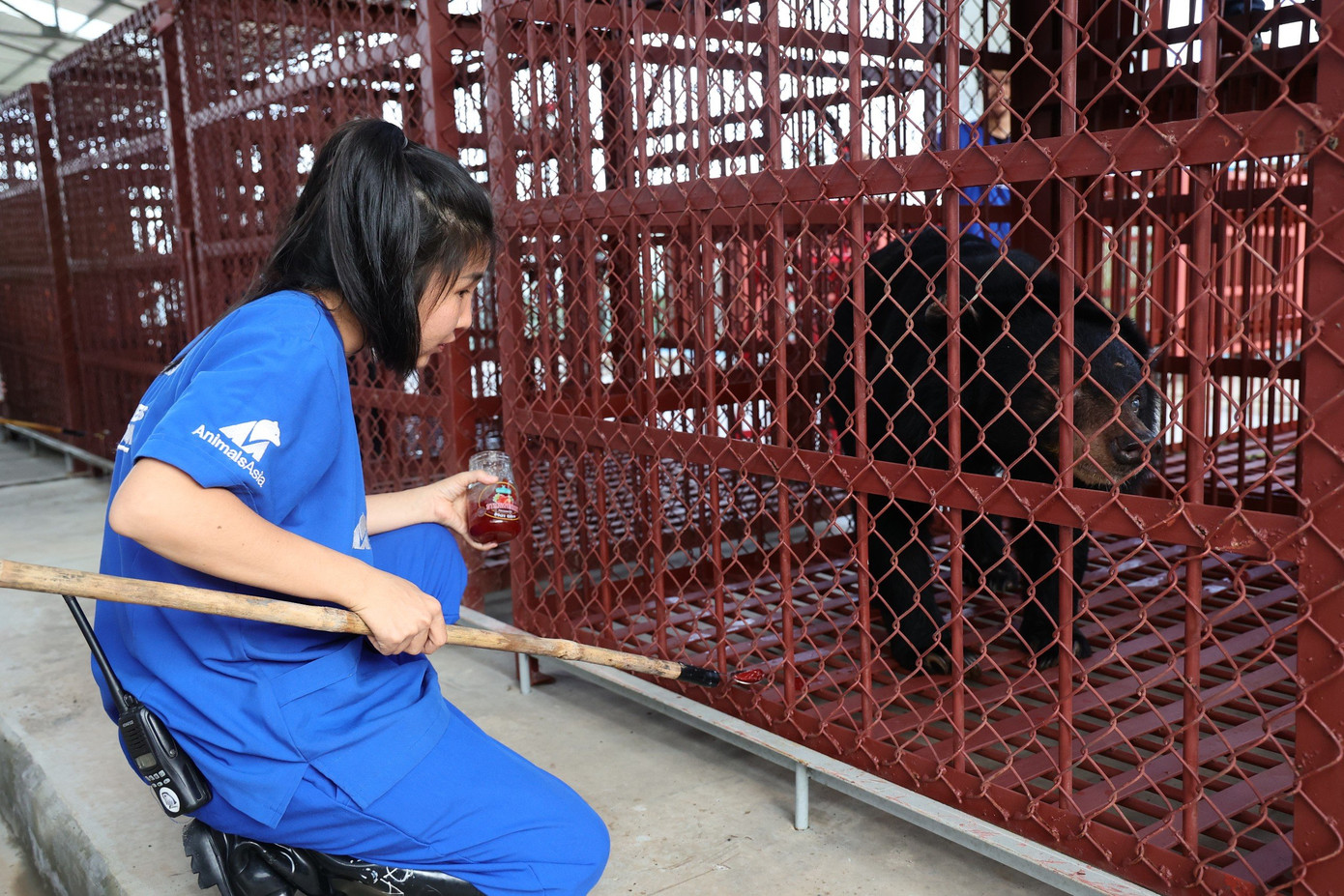 Gấu được đưa vào khu nuôi dưỡng, theo dõi, chăm sóc. Ảnh: VQGBM Gấu được đưa vào khu nuôi dưỡng, theo dõi, chăm sóc. Ảnh: VQGBM
