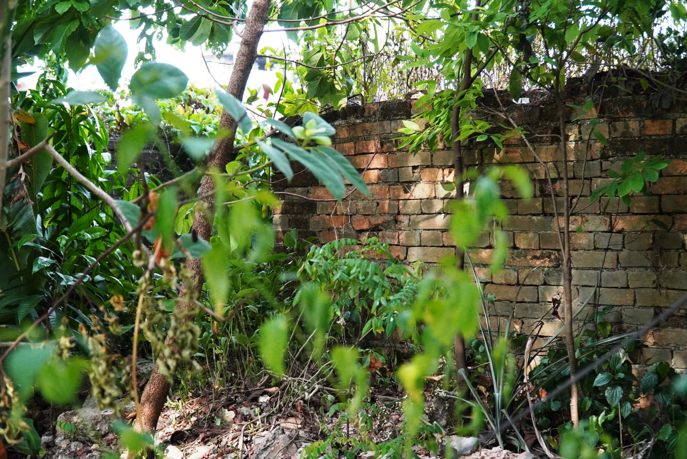 Thượng thành ở khu vực mặt đông Kinh thành Huế thuộc phường Đông Ba, TP. Huế, đang trở thành rừng hoang. Thượng thành ở khu vực mặt đông Kinh thành Huế thuộc phường Đông Ba, TP. Huế, đang trở thành rừng hoang.