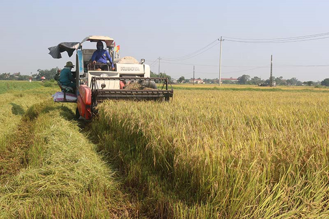Nông dân TT-Huế khẩn trương thu hoạch lúa đông xuân 2023 để phòng tránh thiệt hại do áp thấp nhiệt đới gây ra. Ảnh: Trần Minh Nông dân TT-Huế khẩn trương thu hoạch lúa đông xuân 2023 để phòng tránh thiệt hại do áp thấp nhiệt đới gây ra. Ảnh: Trần Minh