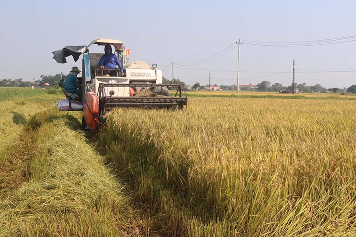 Nông dân TT-Huế khẩn trương thu hoạch lúa đông xuân 2023 để phòng tránh thiệt hại do áp thấp nhiệt đới gây ra. Ảnh: Trần Minh