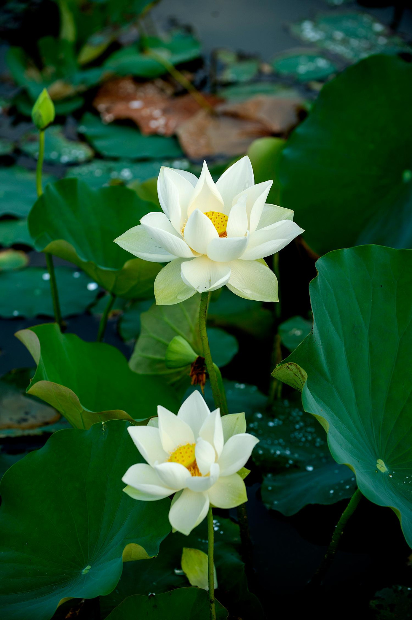 Tinh khôi sen trắng xứ Huế Ảnh: Văn Đình Huy