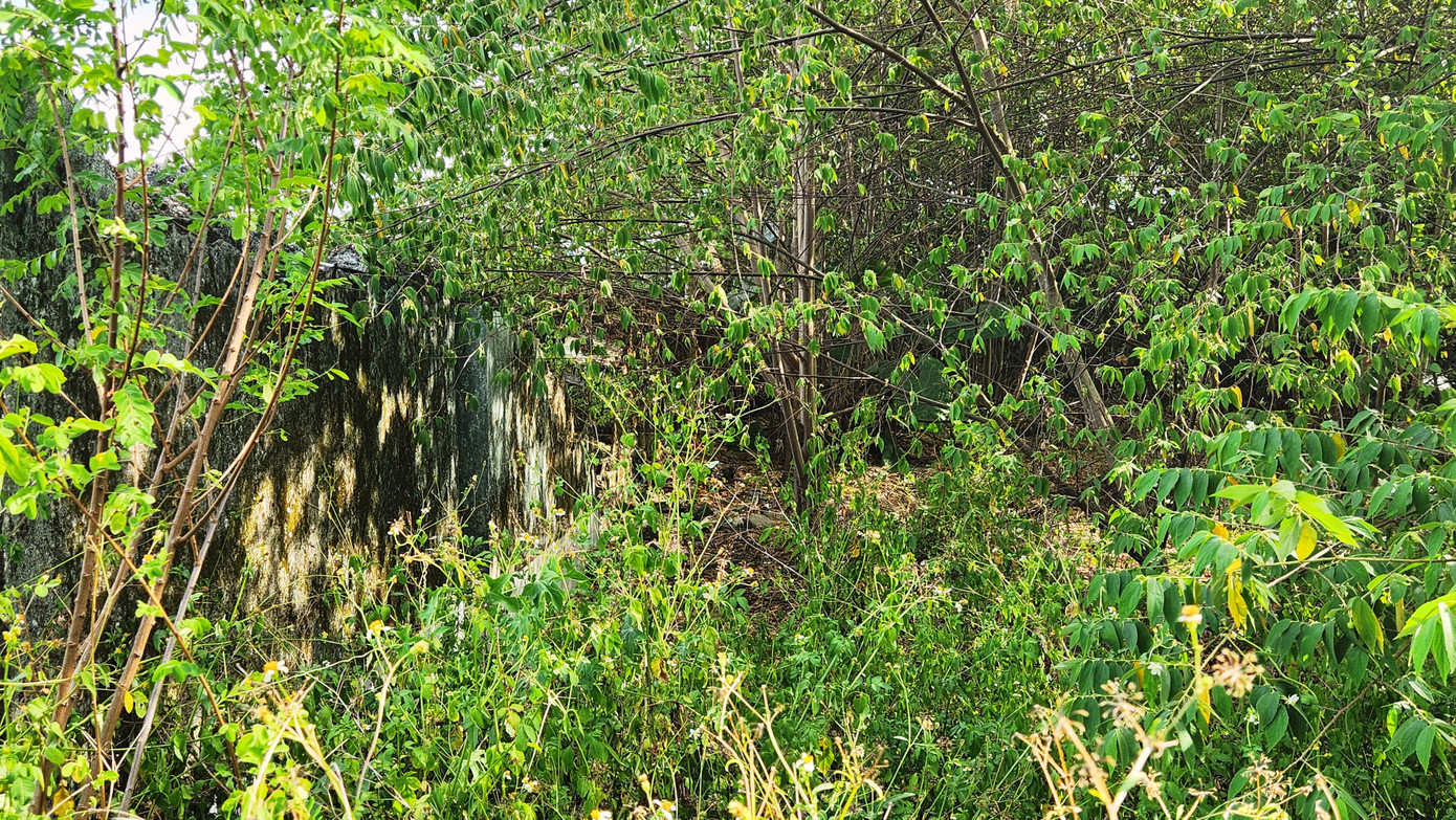 Nếu không được phát quang cây dại, thật khó để di chuyển phía bên trên khu Thượng thành Huế đã giải tỏa dân cư, vật kiến trúc. Nếu không được phát quang cây dại, thật khó để di chuyển phía bên trên khu Thượng thành Huế đã giải tỏa dân cư, vật kiến trúc.