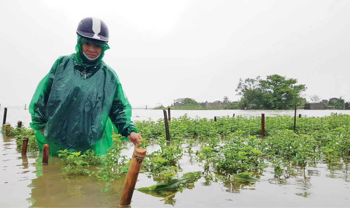 Ngập lụt thường xuyên ảnh hưởng đời sống, sản xuất của người dân vùng trũng Quảng Điền, TT-Huế. Ảnh CTV