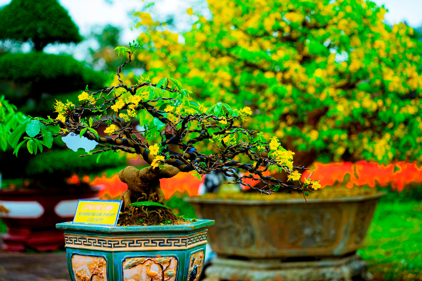 Lễ hội sẽ cho trưng bày những cây mai Hoàng mai Huế đẹp, độc, lạ từ nhà vườn trong cả nước. Đây là nơi để các nhà vườn, người chơi mai cảnh ở Huế và cả nước giao lưu, gặp gỡ, quảng bá sản phẩm, mua bán những cây mai quý. Ảnh: Đình Hoàng. Lễ hội sẽ cho trưng bày những cây mai Hoàng mai Huế đẹp, độc, lạ từ nhà vườn trong cả nước. Đây là nơi để các nhà vườn, người chơi mai cảnh ở Huế và cả nước giao lưu, gặp gỡ, quảng bá sản phẩm, mua bán những cây mai quý. Ảnh: Đình Hoàng.