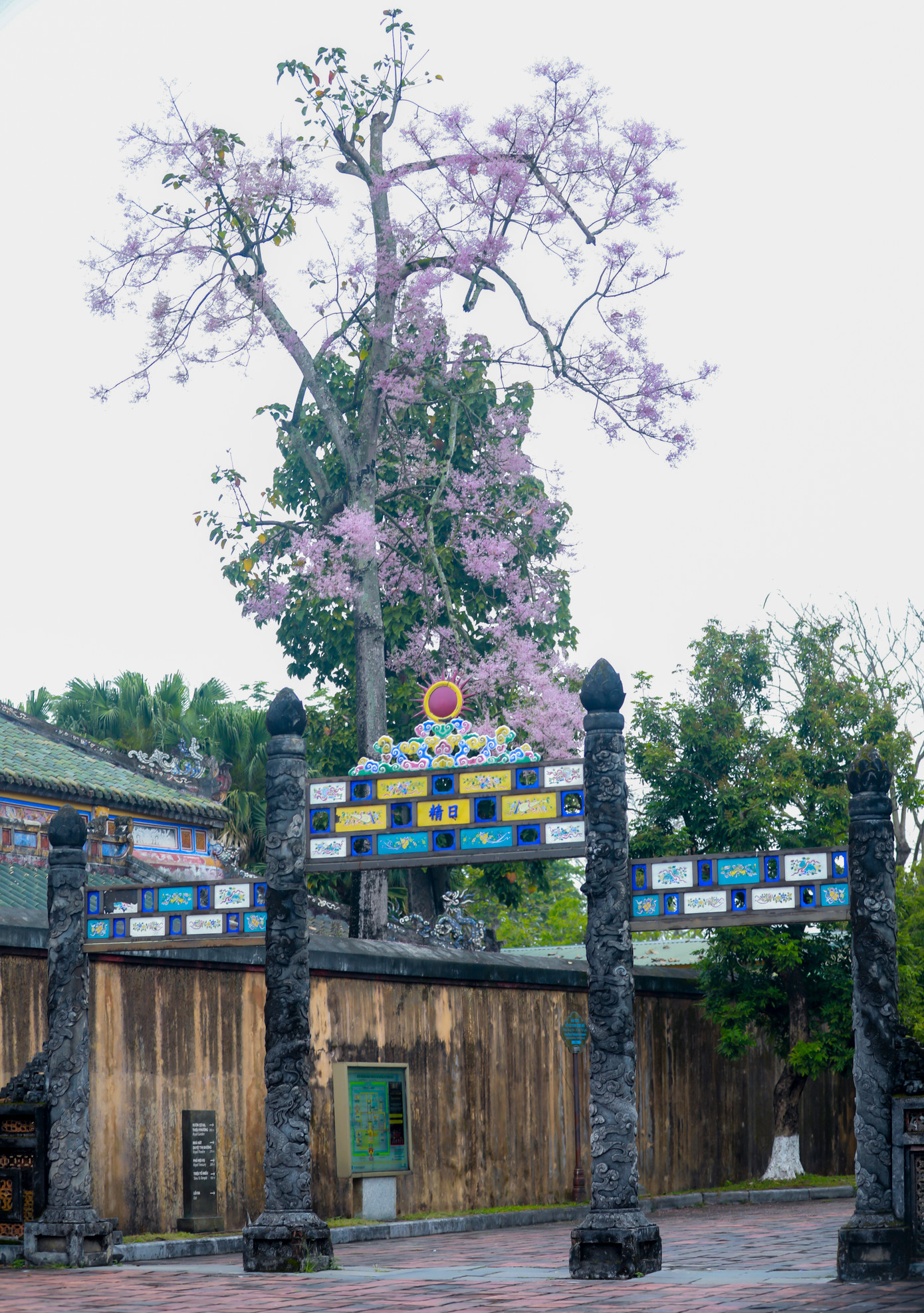 Tại phía sau nhà Tả Vu - Đại nội Huế - nơi dành cho các quan văn, hiện có một cây ngô đồng thân to lớn mọc vút lên cao, màu hoa tím pha hồng tỏa nở như một vầng mây có màu sắc lạ vờn trên mái cung điện xưa cổ. Cây ngô đồng này được nhiều người tin rằng đã tồn tại hơn trăm năm trước, lúc vương triều còn tồn tại. (Ảnh: Đình Hoàng)