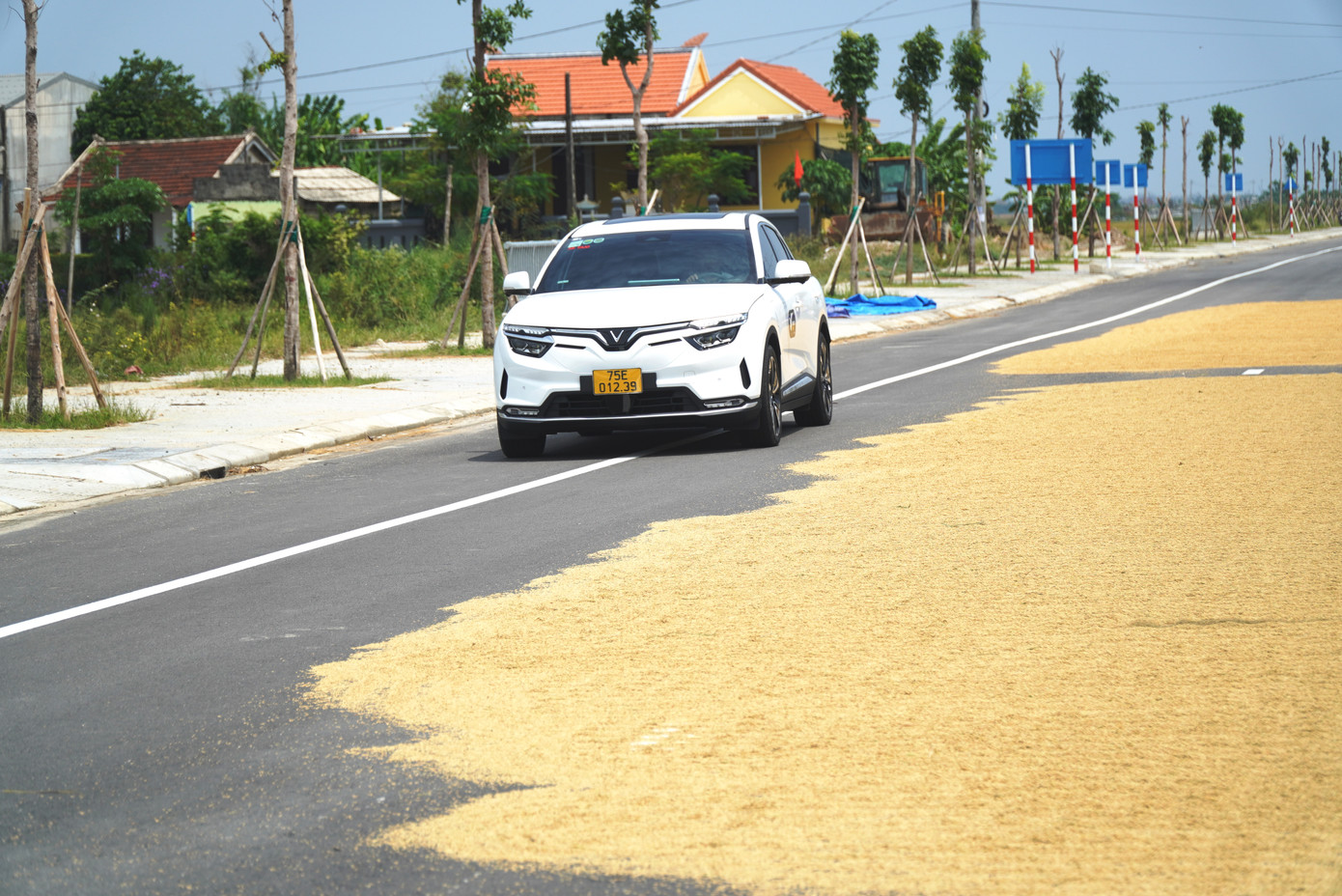 Xe ô tô phải “lách” vào làn đường dành cho xe thô sơ để lưu thông qua “sân” phơi lúa trên tuyến giao thông Phú Mỹ - Thuận An.