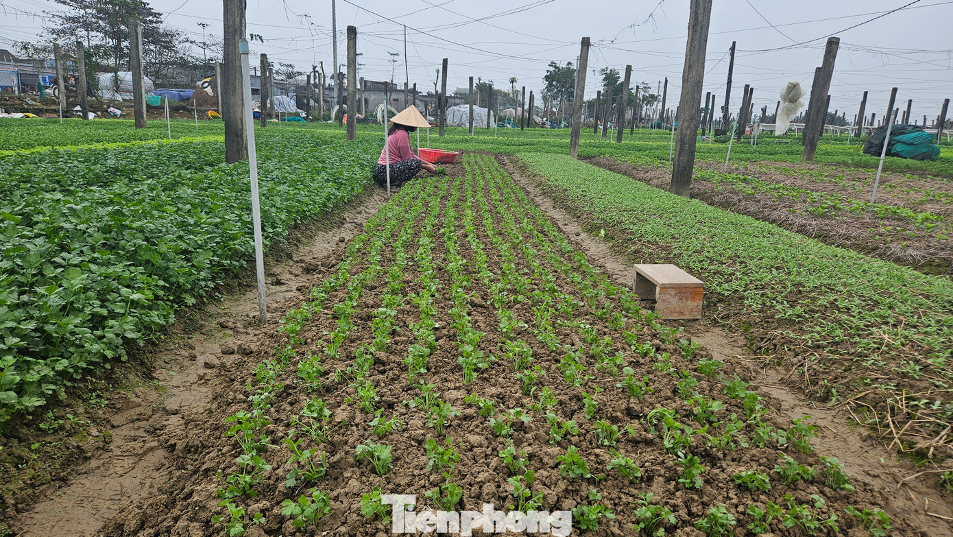 Để chuẩn bị cho vụ rau Tết, từ cuối tháng 11, người nông dân Quảng Thành luôn có mặt trên ruộng đồng, tất bật làm đất, cày xới, gieo hạt, chăm sóc cây trồng với hy vọng có một vụ rau thắng lợi.