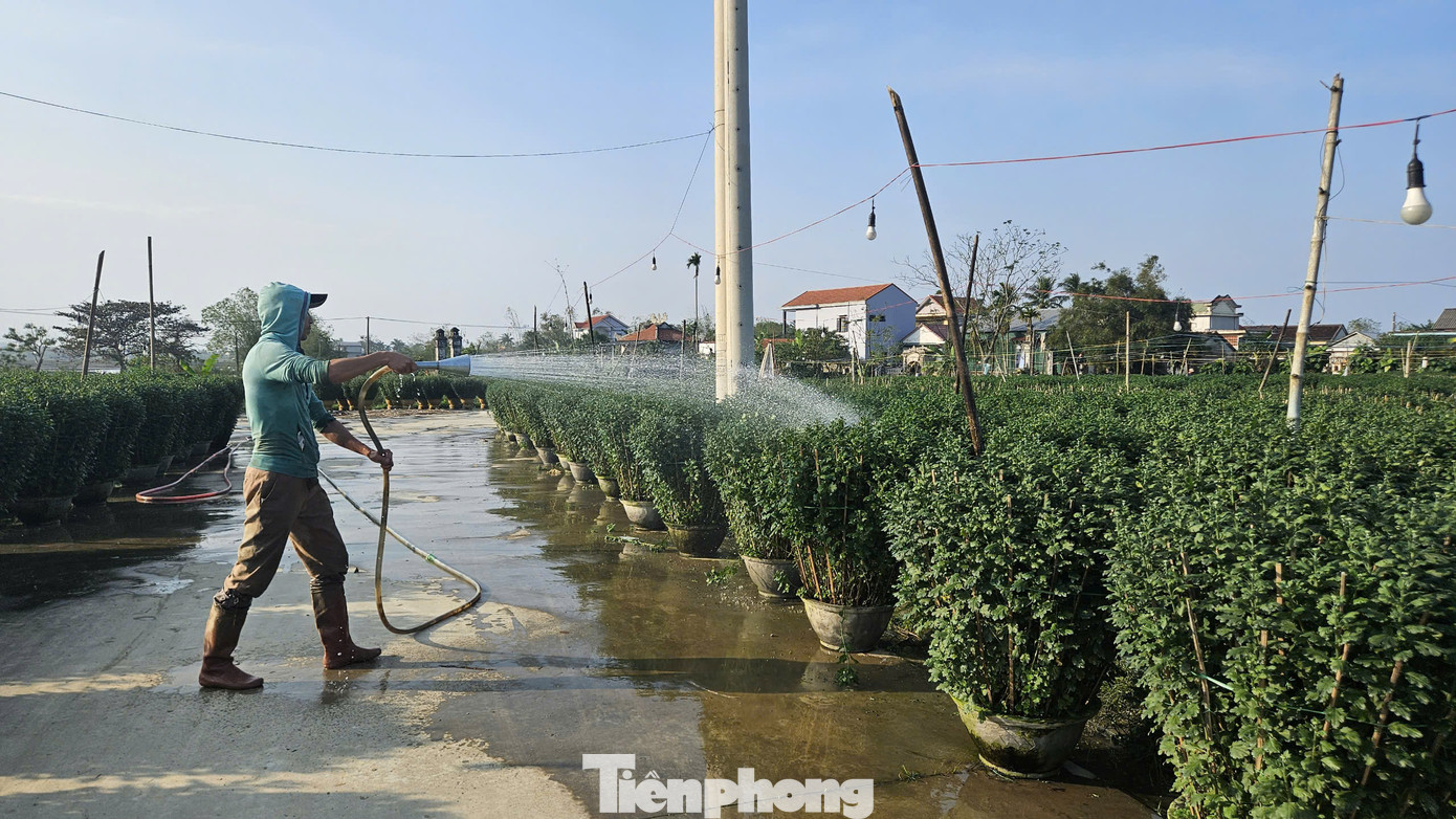 Vụ hoa Tết này tại xã Thủy Thanh ước tính có hơn 60.000 chậu hoa cúc được cung ứng ra thị trường, với kỳ vọng mang lại thu nhập ổn định cho người dân trước thềm năm mới Ất Tỵ 2025.