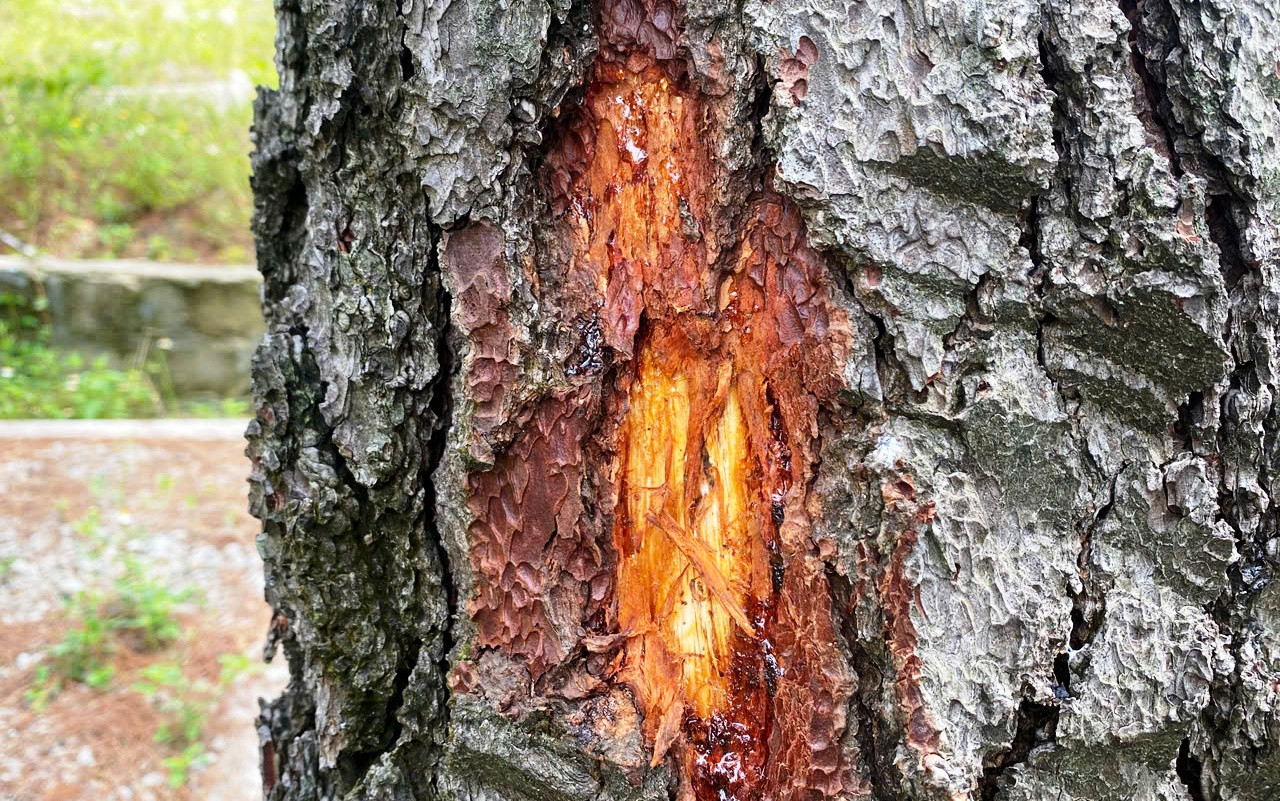 Một cây thông hàng chục năm tuổi bị đẽo vỏ.