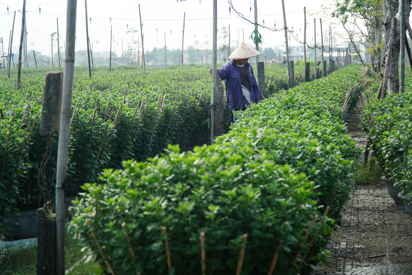 Trong lứa hoa phục vụ Tết Nguyên đán sắp tới, ông Dy trồng khoảng 1.000 chậu hoa cúc vàng. Nông dân này cho biết việc chăm sóc hoa cúc được duy trì thường xuyên cả ngày lẫn đêm, trong dịp lễ Tết để tránh trễ vụ hoa bán trong dịp Tết. Trong lứa hoa phục vụ Tết Nguyên đán sắp tới, ông Dy trồng khoảng 1.000 chậu hoa cúc vàng. Nông dân này cho biết việc chăm sóc hoa cúc được duy trì thường xuyên cả ngày lẫn đêm, trong dịp lễ Tết để tránh trễ vụ hoa bán trong dịp Tết.