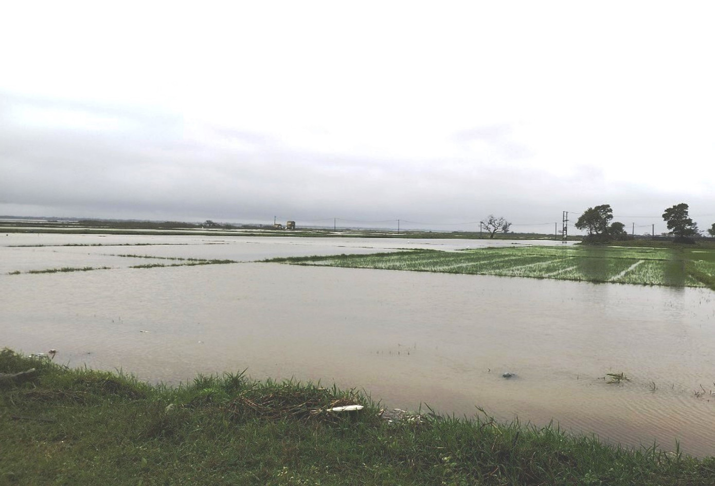 Mưa lớn đã làm hơn 4.500ha lúa đông xuân tại TT-Huế bị ngập úng. Mưa lớn đã làm hơn 4.500ha lúa đông xuân tại TT-Huế bị ngập úng.