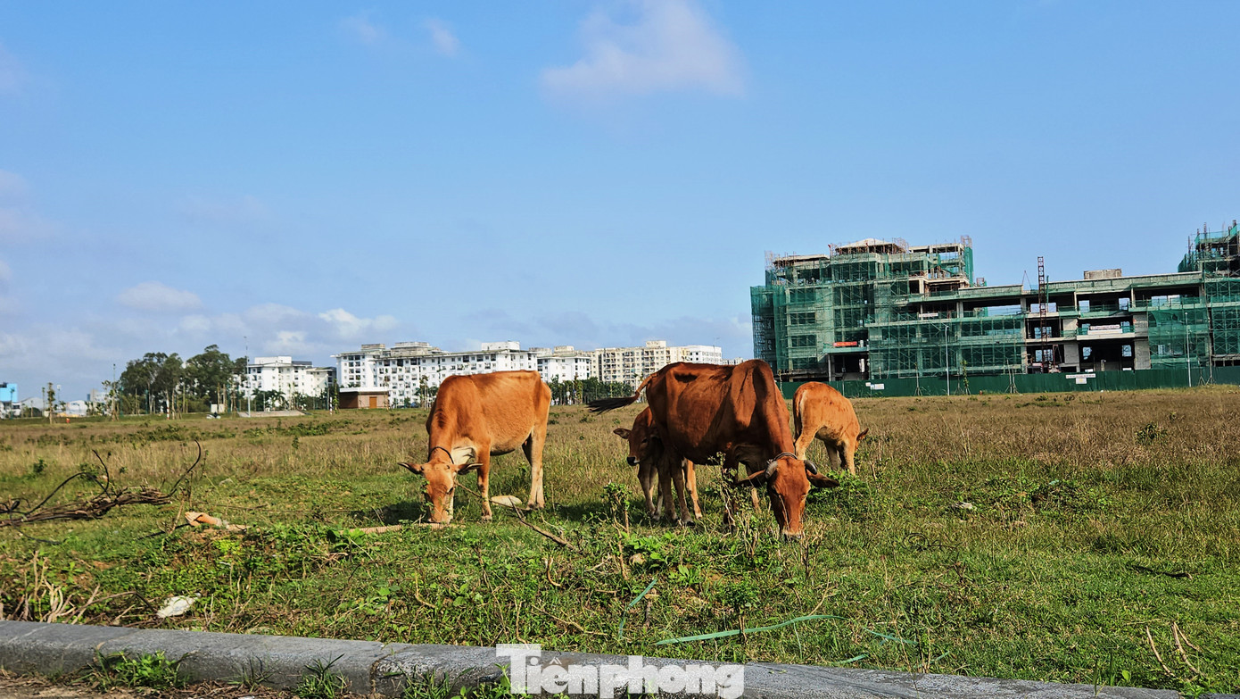 Nơi đây hiện còn được người dân địa phương dùng làm bãi chăn thả gia súc. Nơi đây hiện còn được người dân địa phương dùng làm bãi chăn thả gia súc.