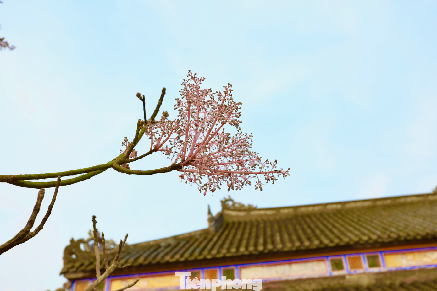 Ngô đồng còn là một trong chín loài cây hoa được vua Minh Mạng cho khắc vào bảo vật Cửu đỉnh (hiện là di sản văn hóa thế giới) tượng trưng vương quyền. Sinh thời, vị vua cũng cho trồng cây ngô đồng tại các cung điện của mình. Ngô đồng còn là một trong chín loài cây hoa được vua Minh Mạng cho khắc vào bảo vật Cửu đỉnh (hiện là di sản văn hóa thế giới) tượng trưng vương quyền. Sinh thời, vị vua cũng cho trồng cây ngô đồng tại các cung điện của mình.