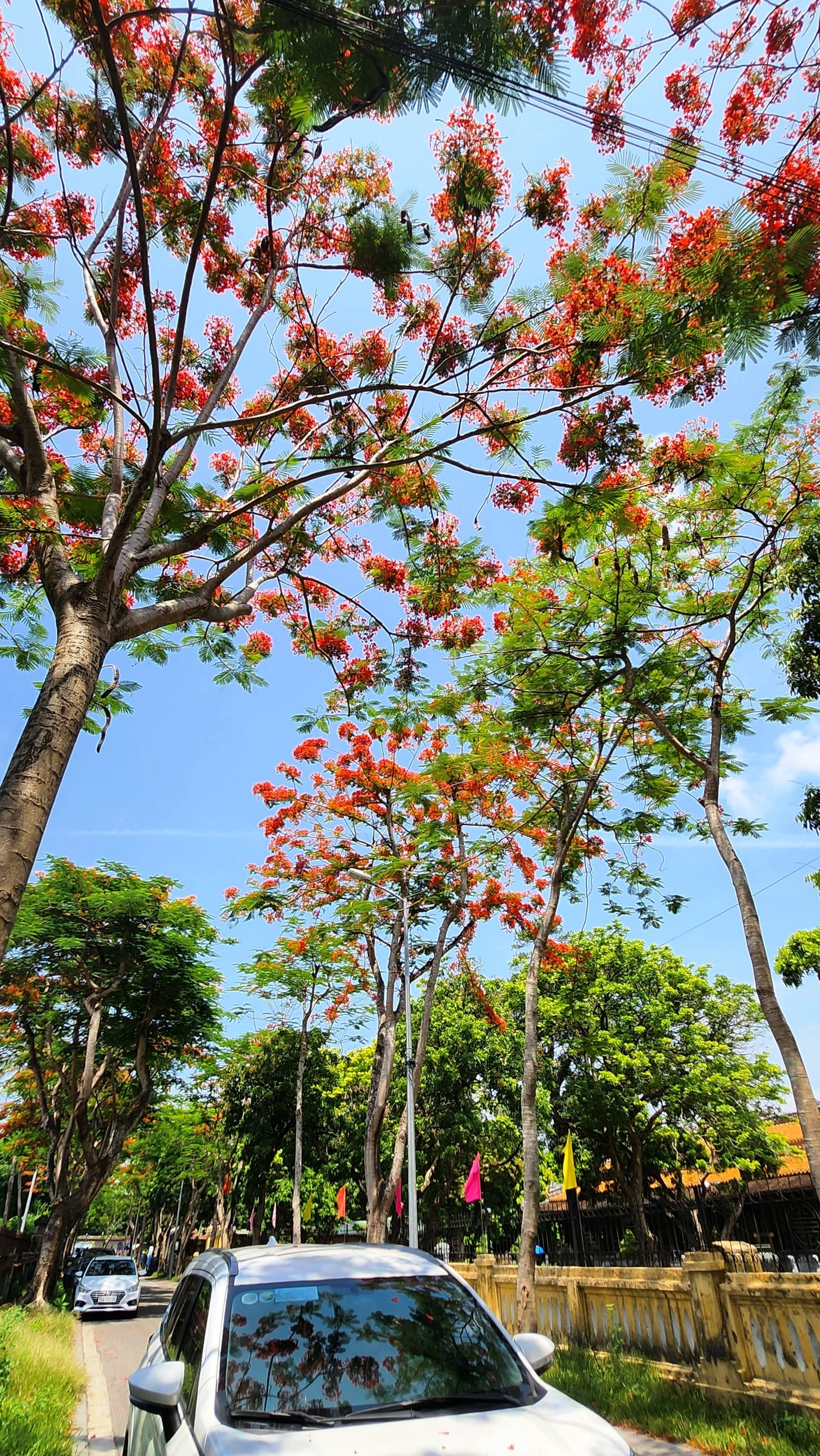 Đường Lê Trực bên trong Thành nội Huế rực đỏ một màu hoa phượng vĩ. Ảnh: Ngọc Văn
