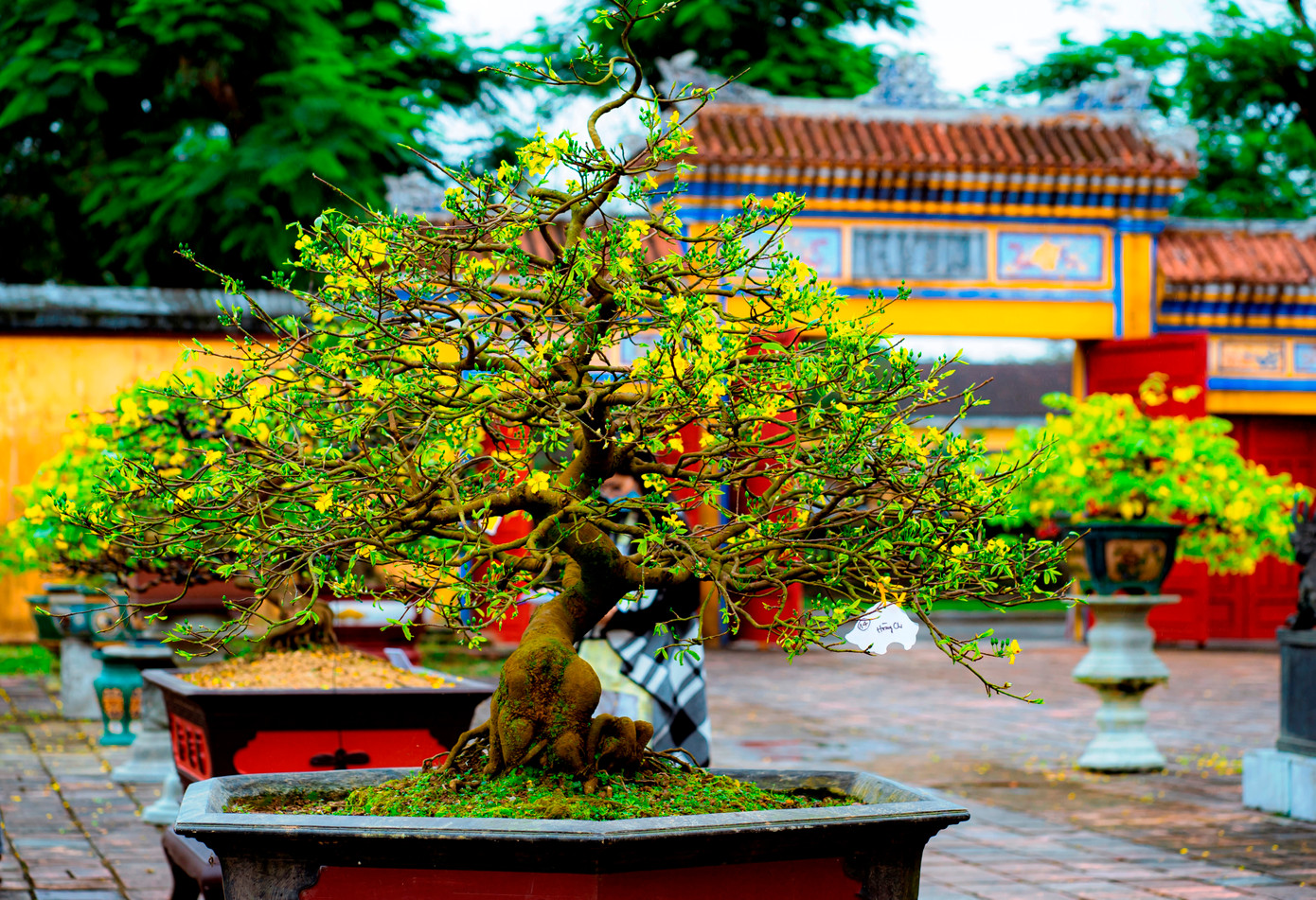 Mai Huế thường khó trổ bông hơn so với các loại hoa mai khác. Mai Huế cần thời tiết ấm để cây đâm chồi nảy lộc. Trời quá nóng thì mai thường nở sớm. Trời quá lạnh, cây mai lại khép nụ mãi, không đơm bông được. Ảnh: Đình Hoàng. Mai Huế thường khó trổ bông hơn so với các loại hoa mai khác. Mai Huế cần thời tiết ấm để cây đâm chồi nảy lộc. Trời quá nóng thì mai thường nở sớm. Trời quá lạnh, cây mai lại khép nụ mãi, không đơm bông được. Ảnh: Đình Hoàng.