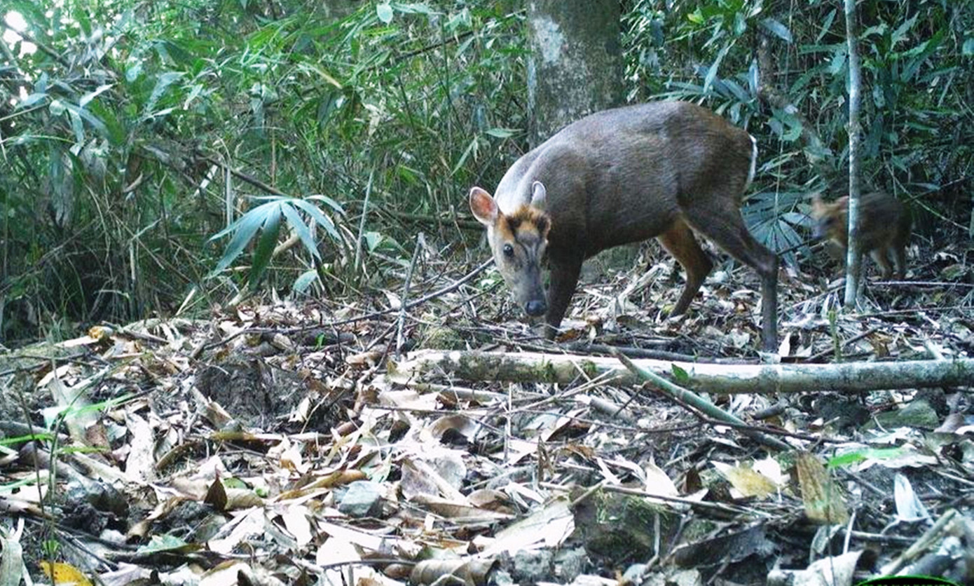 Theo kết quả điều tra nghiên cứu, cơ quan chức năng ghi nhận ở VQG Bạch Mã có 1.728 loài thuộc 54 bộ, 266 họ. Trong đó, có 70 loài thuộc Sách đỏ Việt Nam 2007, 52 loài có tên trong Danh lục IUCN năm 2016 và 15 loài đặc hữu. Trong đó, các nhà khoa học đã điều tra và phát hiện 14 loài mới cho khoa học ở Vườn Quốc gia Bạch Mã và đặt tên theo địa danh nơi đây.