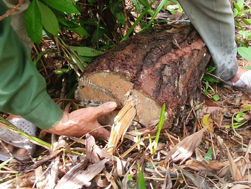 Gỗ thông được cưa thành đoạn và bỏ lại hiện trường. Gỗ thông được cưa thành đoạn và bỏ lại hiện trường.