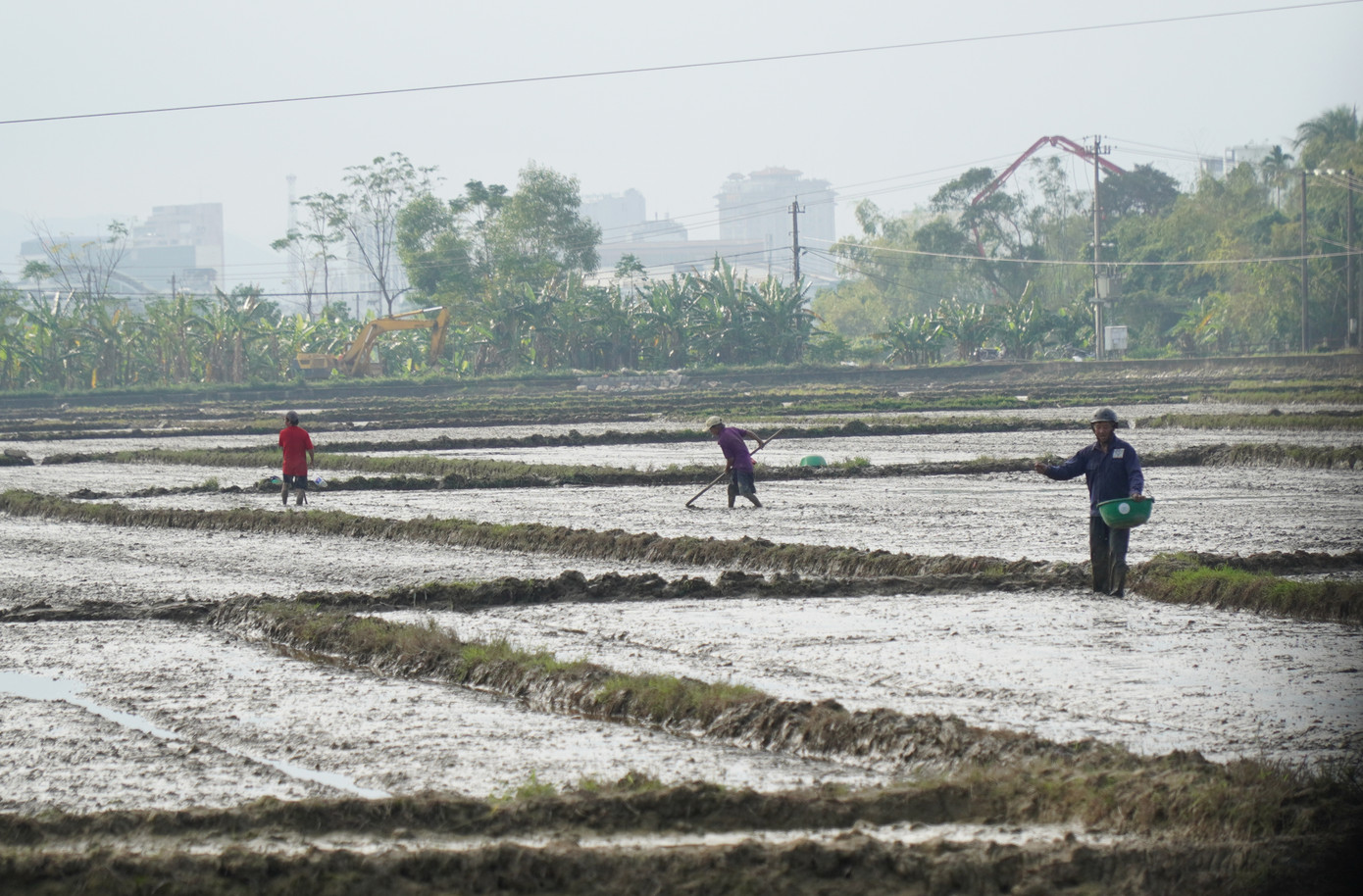 Nông dân hăng say xuống đồng tại khu vực Tổ 1-2 phường An Đông. Nông dân hăng say xuống đồng tại khu vực Tổ 1-2 phường An Đông.