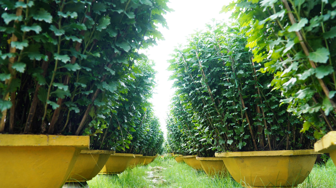 Theo Chi cục Trồng trọt và Bảo vệ thực vật (TT&amp;BVTV) tỉnh TT-Huế, vụ hoa đông xuân 2021 - 2022, diện tích trồng hoa trong toàn tỉnh khoảng 61 ha.