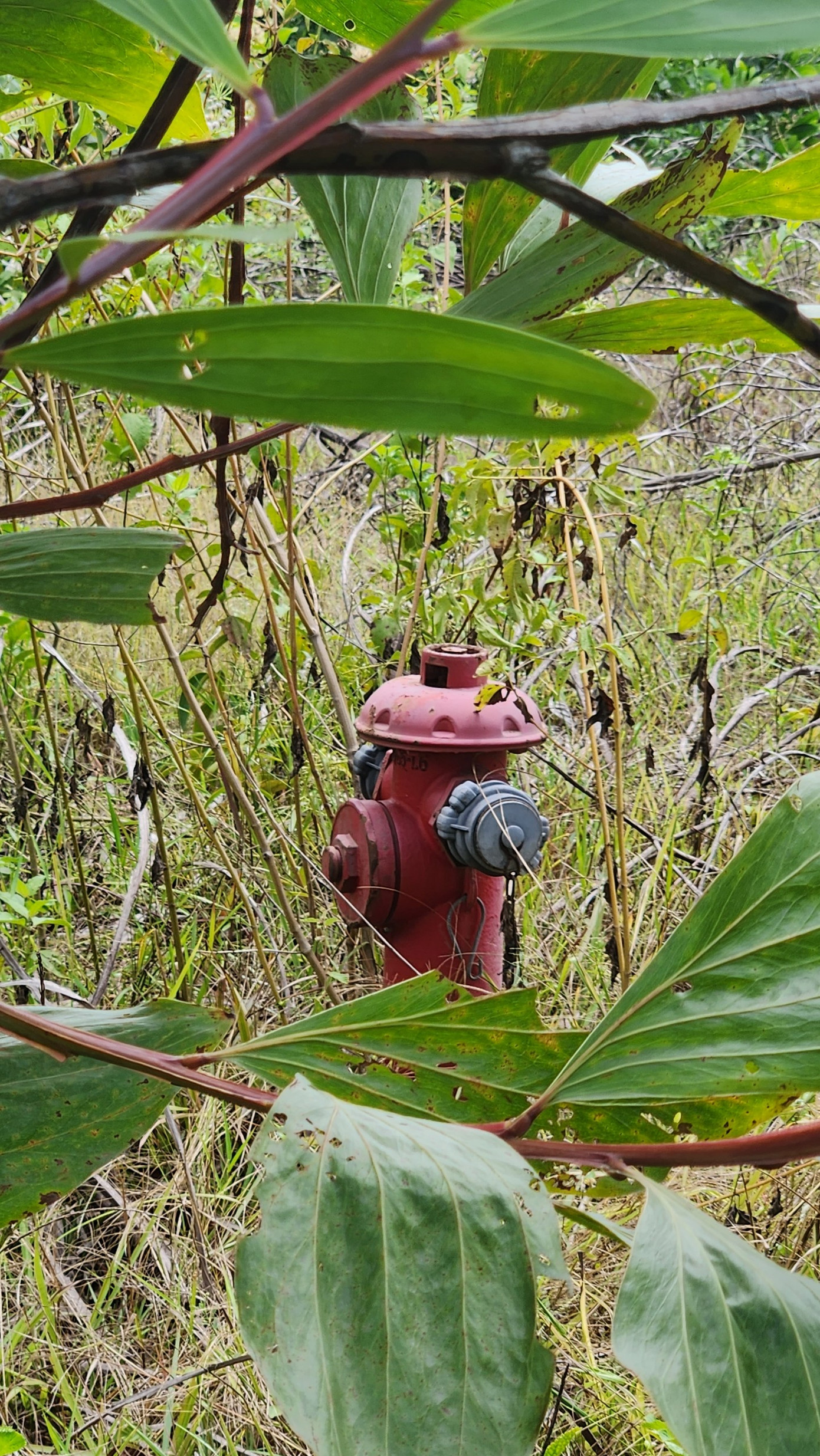 Hệ thống trụ nước phục vụ phòng cháy, chữa cháy khu quy hoạch lẩn lút trong cây dại.