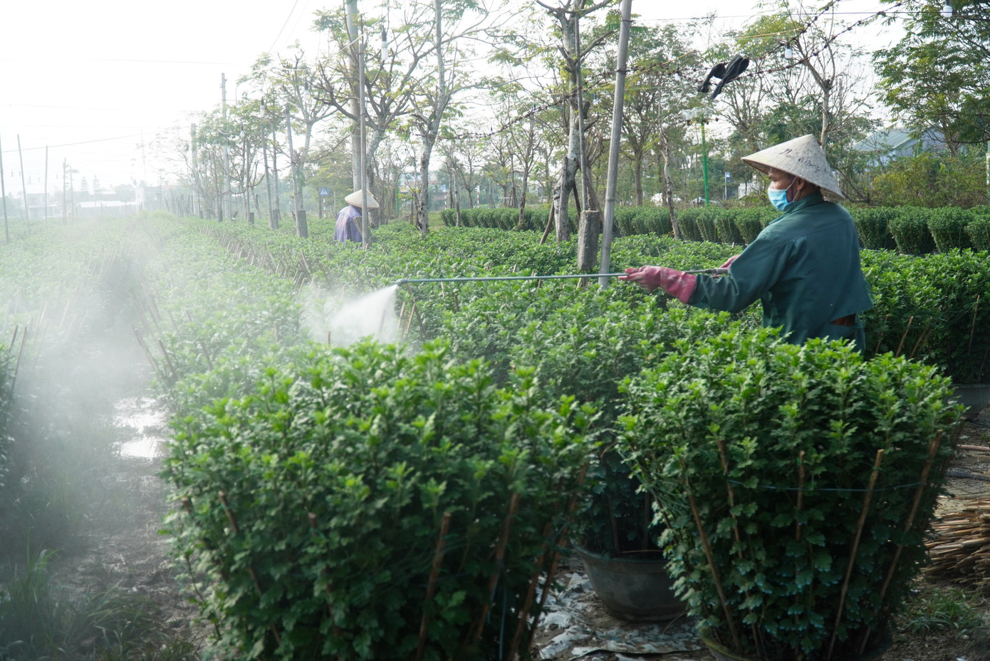 Hộ gia đình ông Trương Hữu Dy (tổ dân phố Công Lương, phường Thủy Vân) tất bật chăm vườn hoa cúc. Hộ gia đình ông Trương Hữu Dy (tổ dân phố Công Lương, phường Thủy Vân) tất bật chăm vườn hoa cúc.