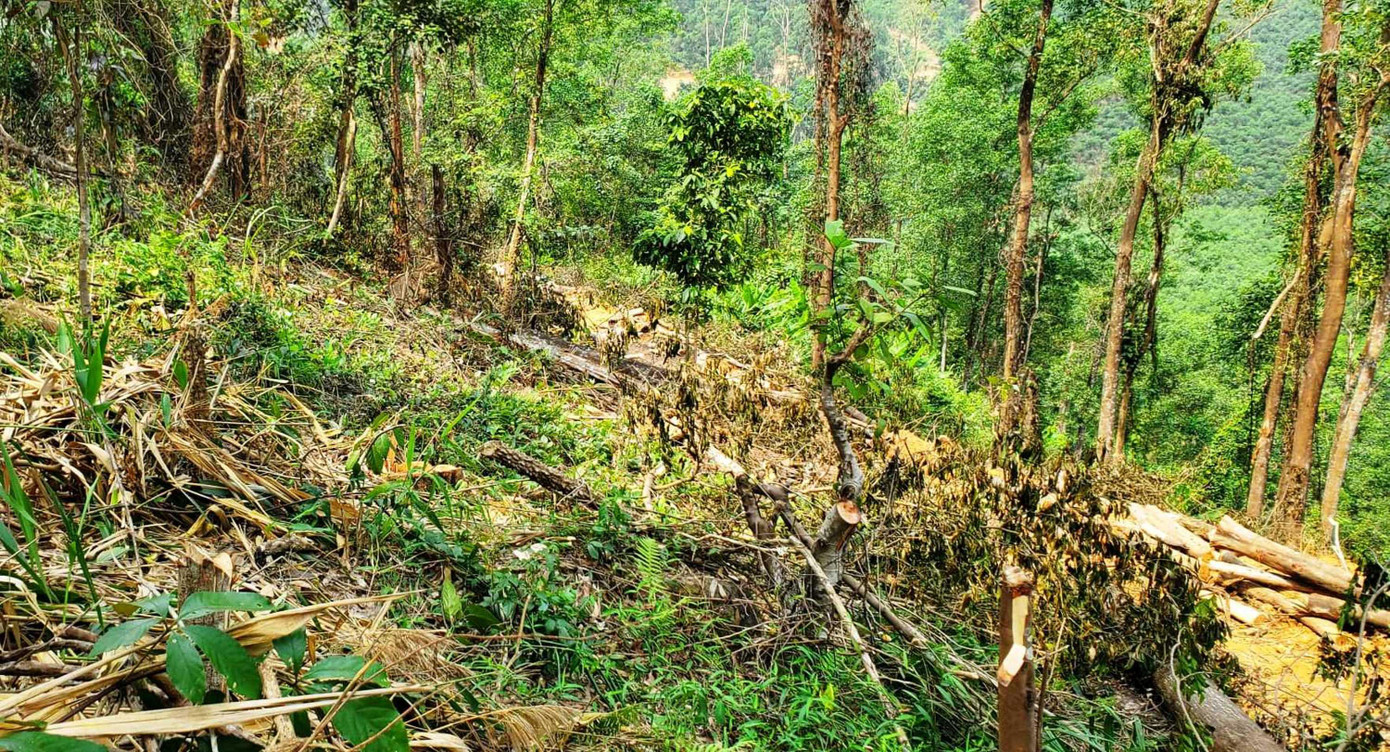 Hoạt động tỉa thưa rừng phòng hộ thành chặt trụi xảy ra tại xã Bình Thành, Hương Trà, TT-Huế