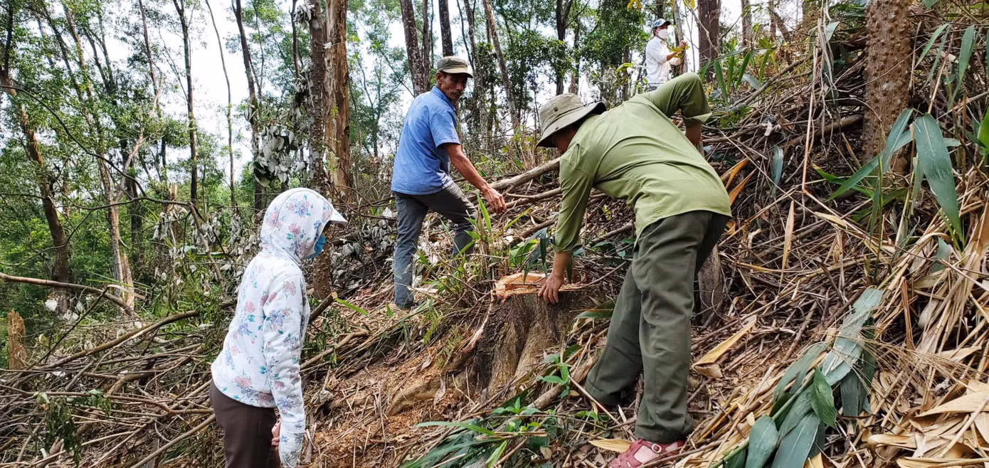 Cây keo có đường kính lớn này không thuộc diện bài dấu tỉa thưa cũng bị đốn hạ vô tội vạ Cây keo có đường kính lớn này không thuộc diện bài dấu tỉa thưa cũng bị đốn hạ vô tội vạ