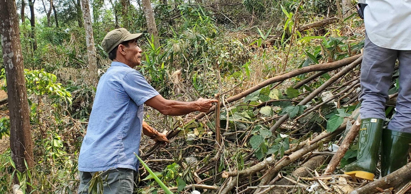 Cây bản địa sao đen non cũng bị chặt hạ không thương tiếc