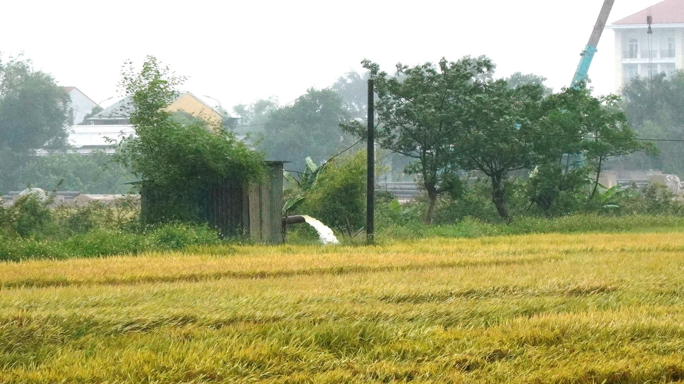 Theo ông Lê Văn Anh, Chi cục trưởng Chi cục Trồng trọt và Bảo vệ thực vật tỉnh TT-Huế, đơn vị hiện phối hợp với các địa phương yêu cầu huy động tối đa nhân lực, vật lực, máy bơm nước để tập trung tiêu úng, thoát nước nhanh tại những vùng sản xuất lúa đông xuân bị ngập úng, đổ ngã.