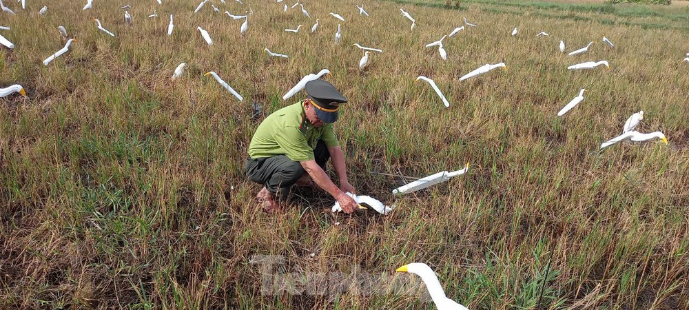 Lực lượng kiểm lâm Huế giải cứu chim trời bị đánh bẫy theo hình thức tận diệt. Lực lượng kiểm lâm Huế giải cứu chim trời bị đánh bẫy theo hình thức tận diệt.