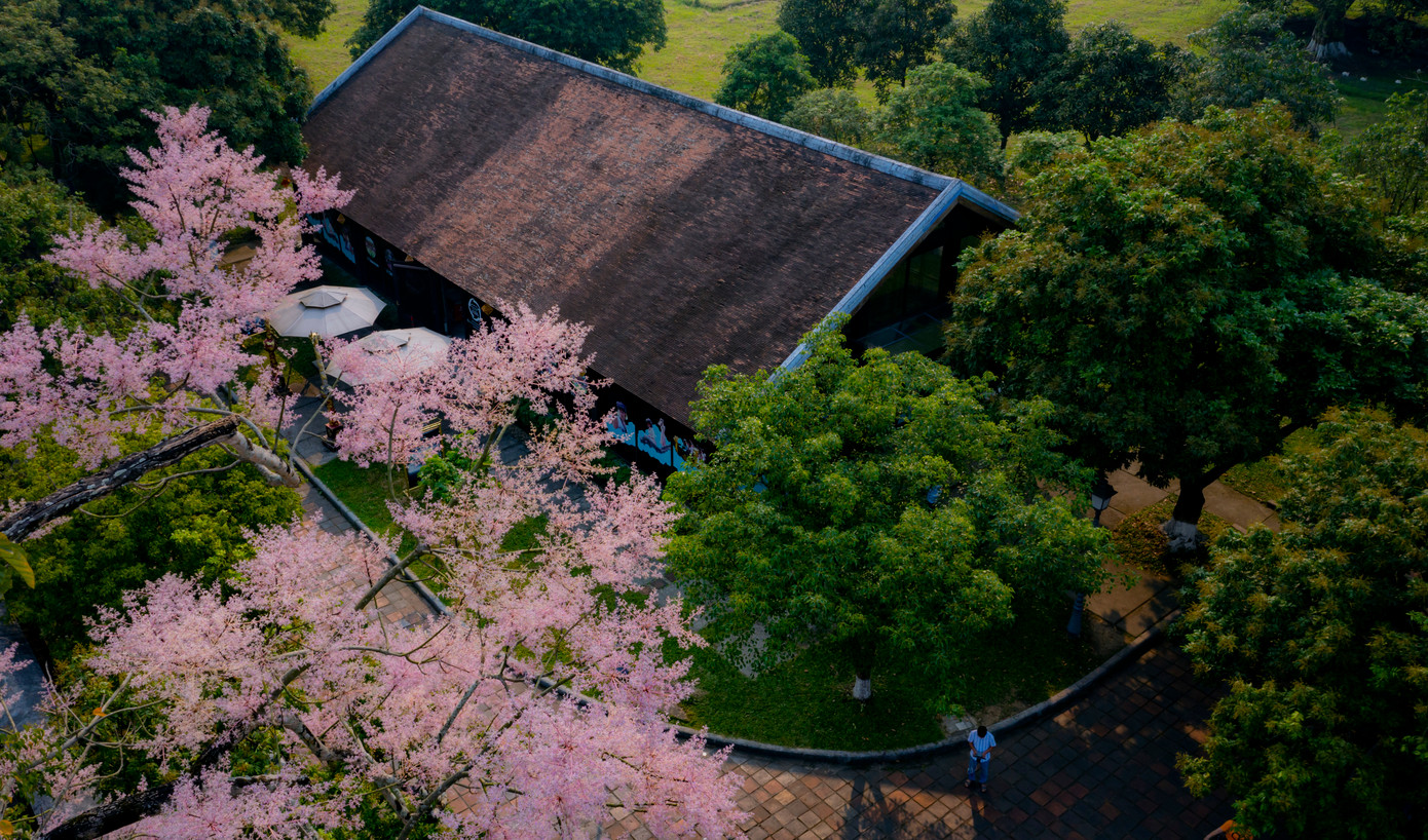 Đến nay, Trung tâm Bảo tồn Di tích Cố đô Huế đã nhân giống thành công cây ngô đồng. Sau khi nhân giống thành công, Trung tâm Bảo tồn Di tích Cố đô Huế từng trao tặng Trung tâm Bảo tồn Di sản Thăng Long - Hà Nội bốn cây ngô đồng vào mùa hè năm 2022. (Ảnh: Đình Hoàng)