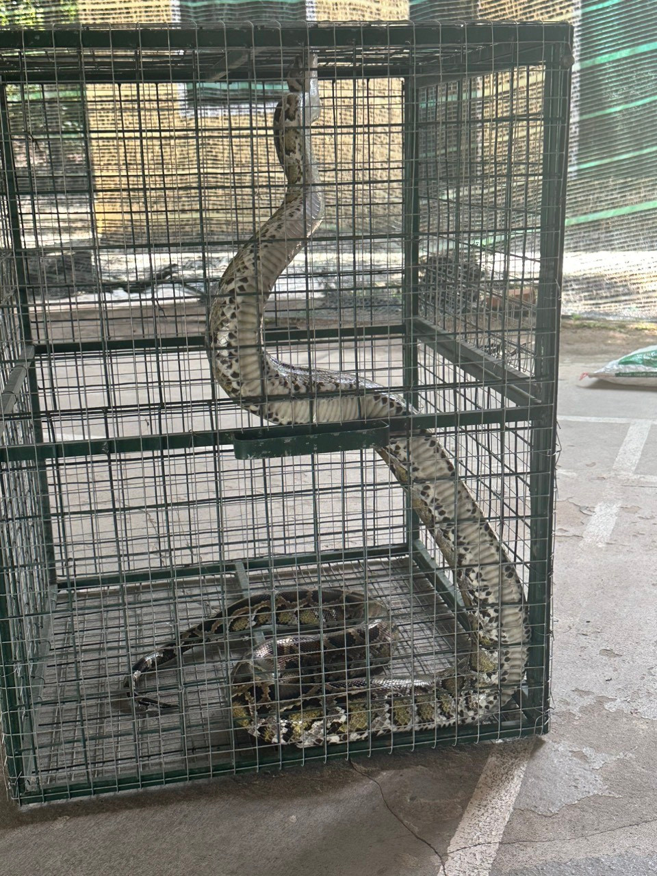 Con trăn gấm quý hiếm do người dân tự nguyện giao nộp cho cơ quan kiểm lâm. Ảnh: KLNĐ Con trăn gấm quý hiếm do người dân tự nguyện giao nộp cho cơ quan kiểm lâm. Ảnh: KLNĐ