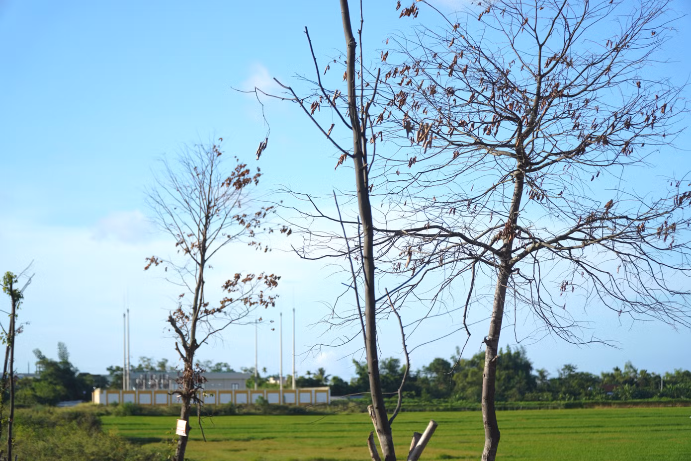 Quá trình giải phóng mặt bằng vỉa hè đường Thủy Dương - Thuận An để ngầm hóa cáp điện, gần 100 cây xanh thuộc loài sao đen trồng lâu năm đã được di dời tạm thời đi nơi khác phục vụ thi công dự án điện. Đây là dự án điện do Ban Quản lý (BQL) lưới điện miền Trung làm chủ đầu tư.