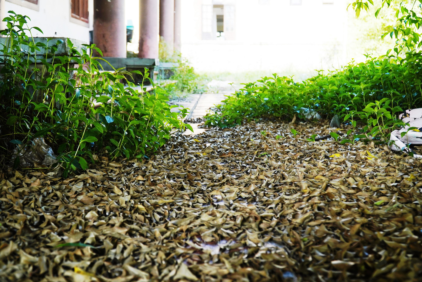 Lá cây khô phủ dày trên lối đi phía sau dãy gian hàng kinh doanh, giới thiệu sản phẩm đúc đồng Huế.