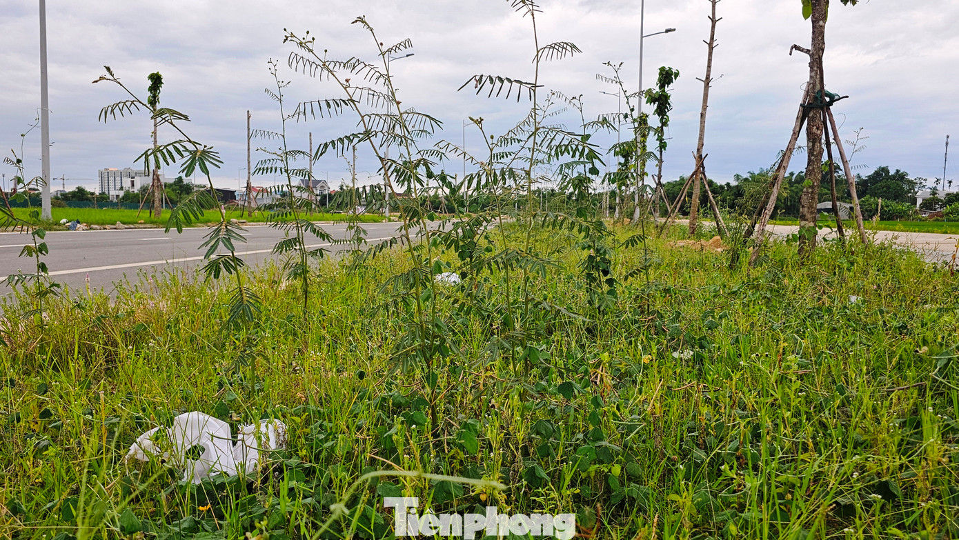 Một thời, UBND tỉnh Thừa Thiên-Huế (TT-Huế) từng phát văn bản chỉ đạo các địa phương, đơn vị trong toàn tỉnh đồng loạt diệt trừ triệt để cây mai dương, với mục tiêu đến năm 2015, loài cây xâm lấn này được khống chế, loại trừ hoàn toàn trên toàn địa bàn. Một thời, UBND tỉnh Thừa Thiên-Huế (TT-Huế) từng phát văn bản chỉ đạo các địa phương, đơn vị trong toàn tỉnh đồng loạt diệt trừ triệt để cây mai dương, với mục tiêu đến năm 2015, loài cây xâm lấn này được khống chế, loại trừ hoàn toàn trên toàn địa bàn.