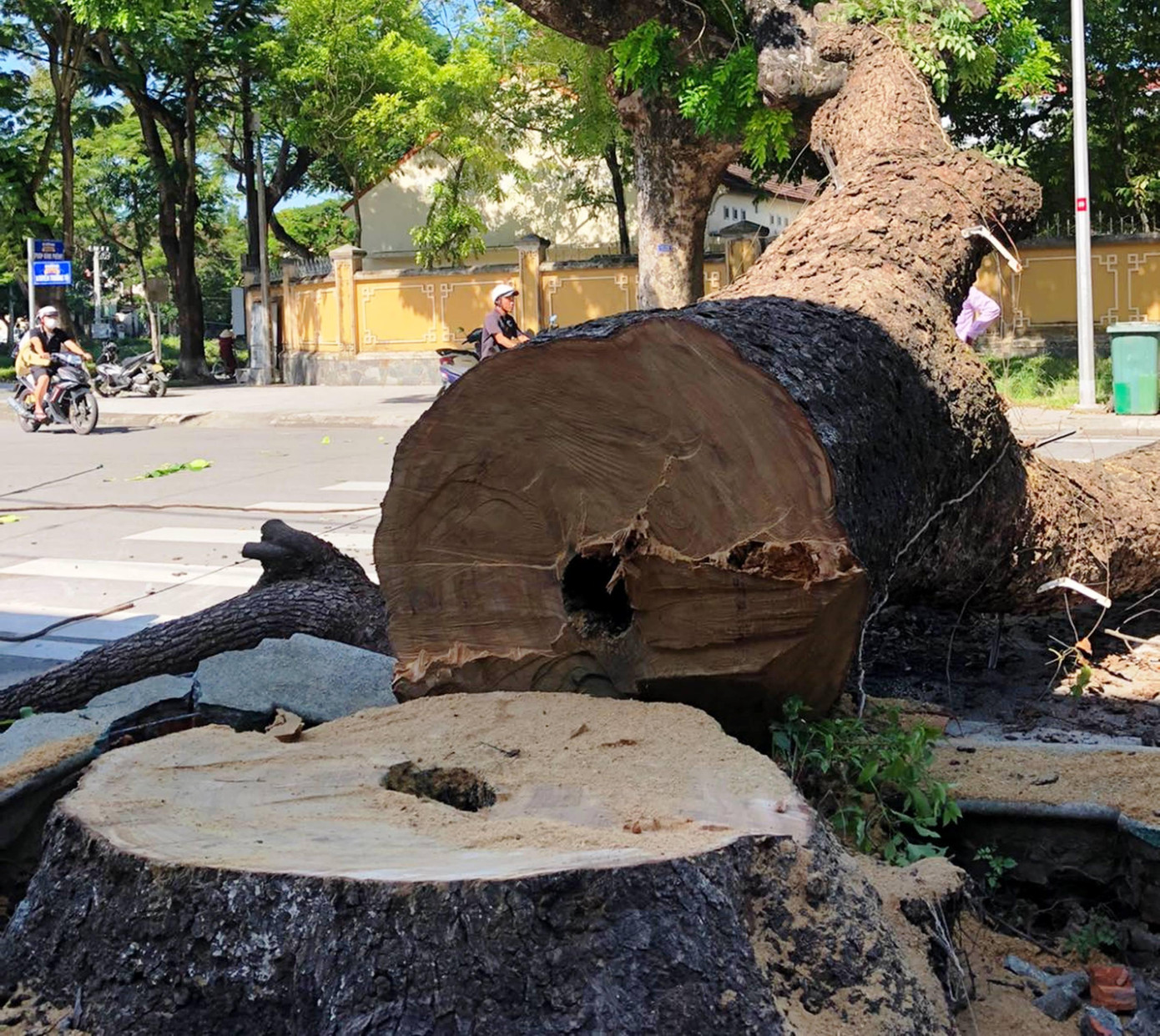 Cây long não cổ thụ 100 tuổi tại Huế bị cưa hạ trong sáng 18/7 khiến nhiều người tiếc nuối. Ảnh: Khoa Tuyết Cây long não cổ thụ 100 tuổi tại Huế bị cưa hạ trong sáng 18/7 khiến nhiều người tiếc nuối. Ảnh: Khoa Tuyết