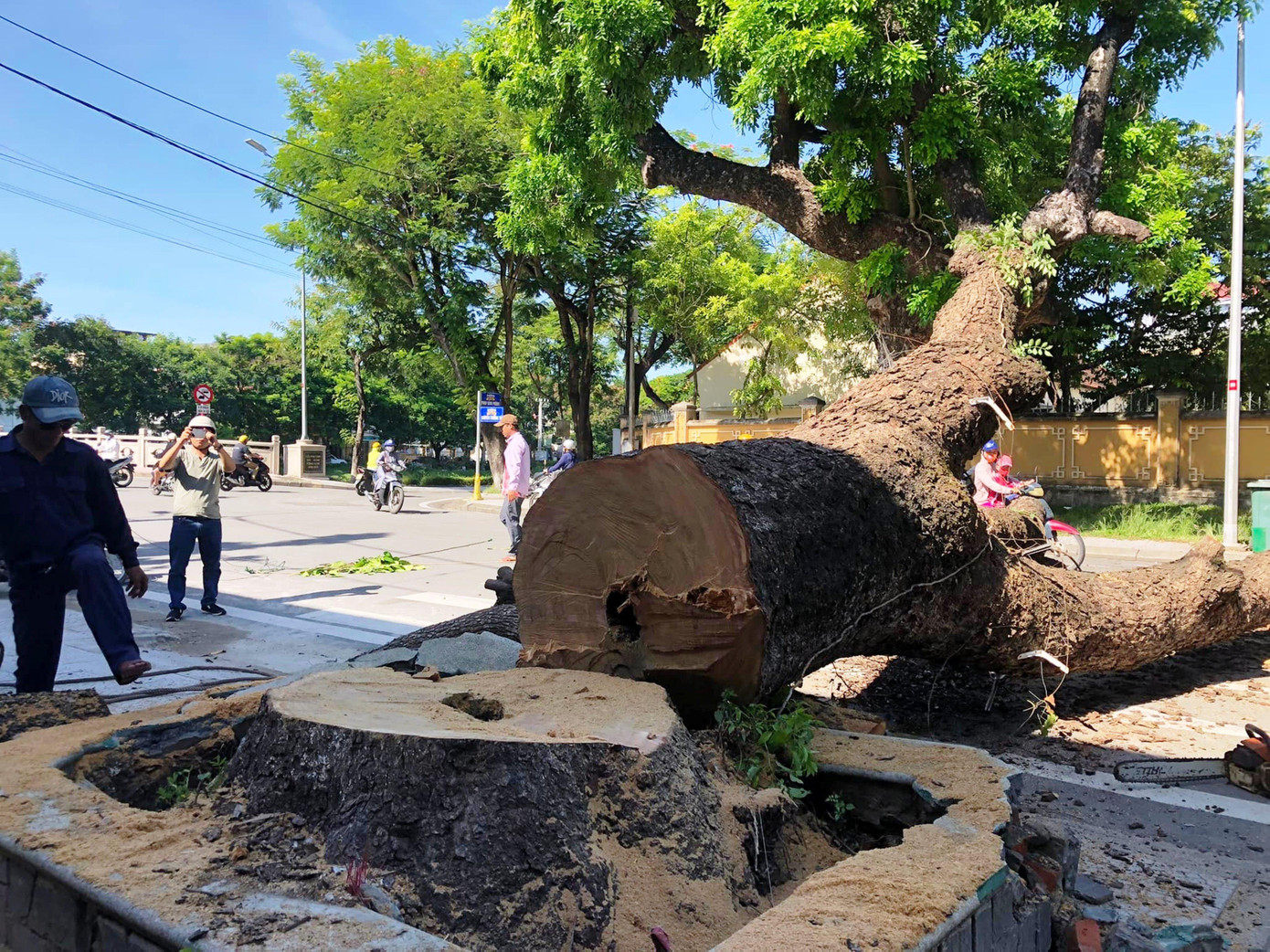 Theo giải thích từ cơ quan hữu trách, cây long não cổ thụ có thân "khủng" bị cưa hạ là do đã quá già, không thể chăm và cứu chữa được nữa. Ảnh: Khoa Tuyết Theo giải thích từ cơ quan hữu trách, cây long não cổ thụ có thân "khủng" bị cưa hạ là do đã quá già, không thể chăm và cứu chữa được nữa. Ảnh: Khoa Tuyết