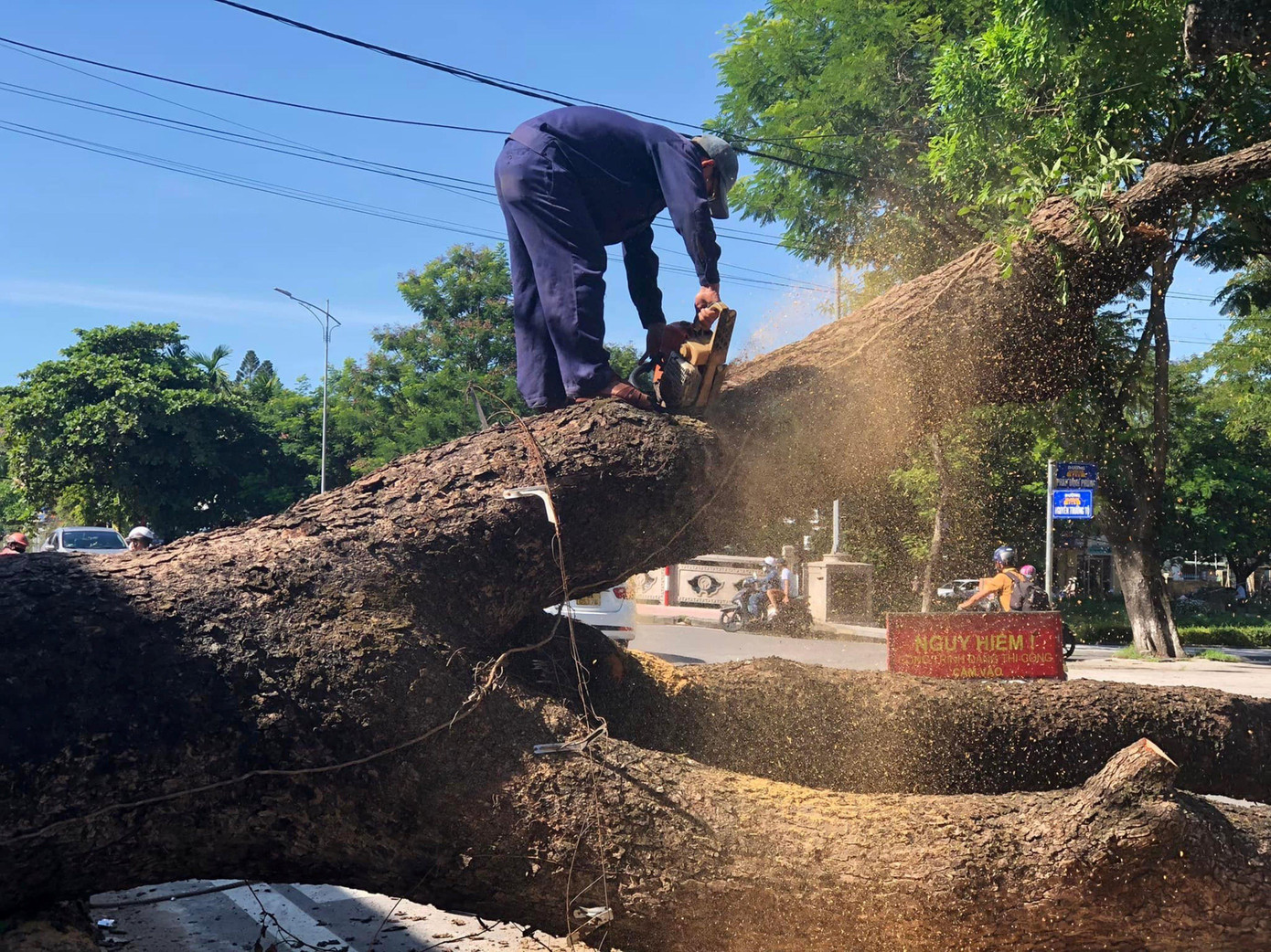 Cây long não có đường kính rất lớn, bằng vòng tay ôm của 2 người lớn. Ảnh: Khoa Tuyết Cây long não có đường kính rất lớn, bằng vòng tay ôm của 2 người lớn. Ảnh: Khoa Tuyết